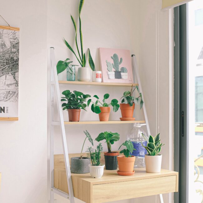 room with indoor plants