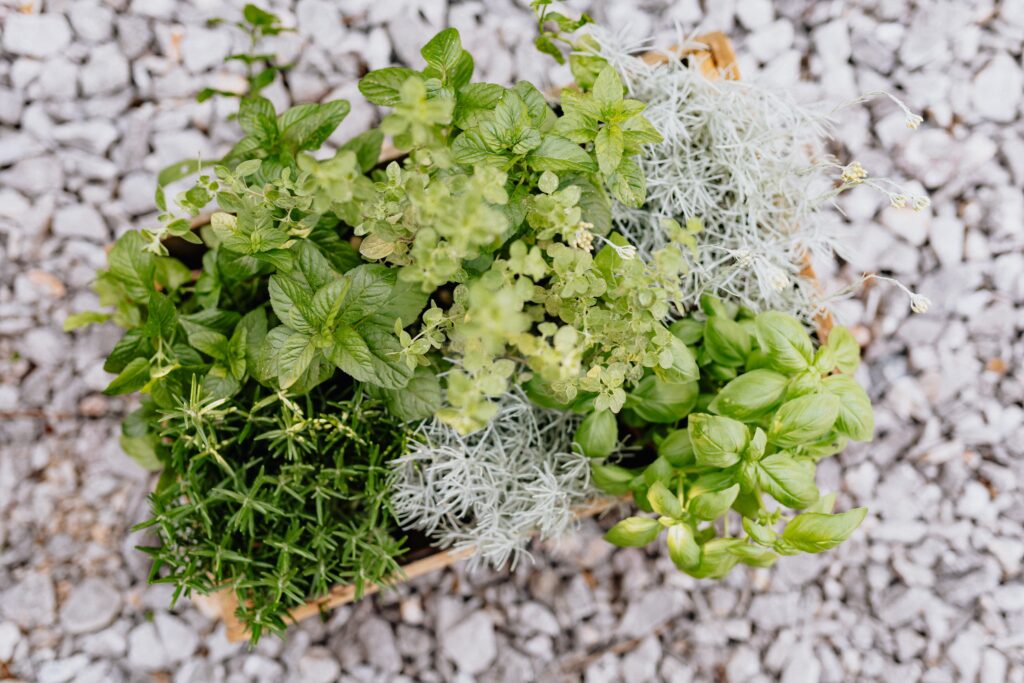 Top View of Assorted Herbs in Wooden Crate