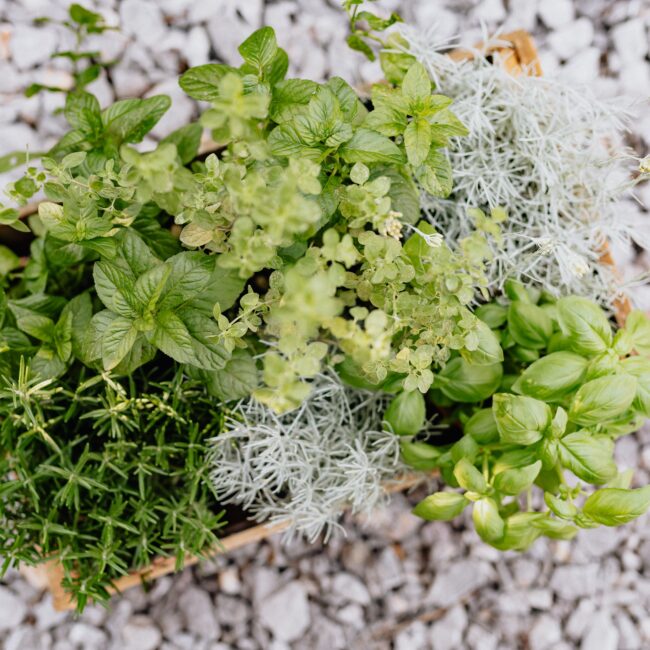 Top View of Assorted Herbs in Wooden Crate